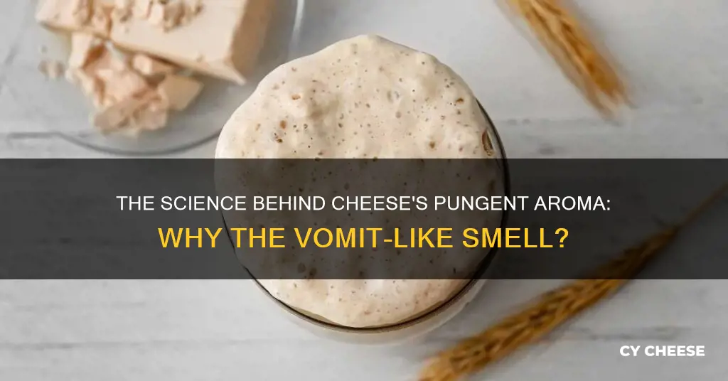 should cheese smell like vomit