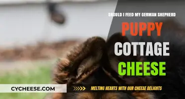 Cottage Cheese for German Shepherd Puppies: Safe or Risky?