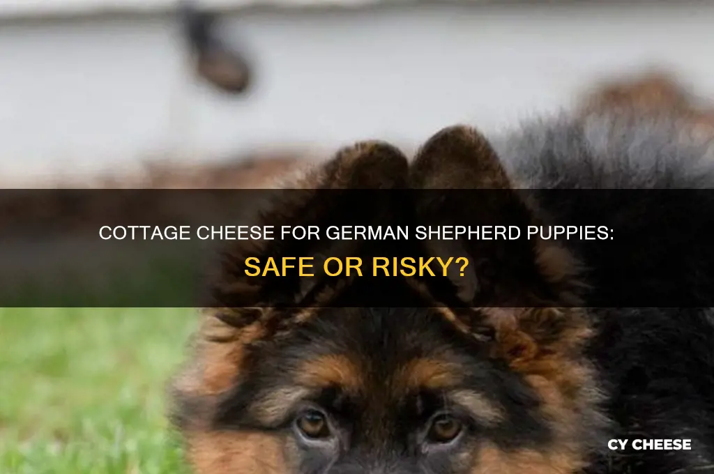 should i feed my german shepherd puppy cottage cheese