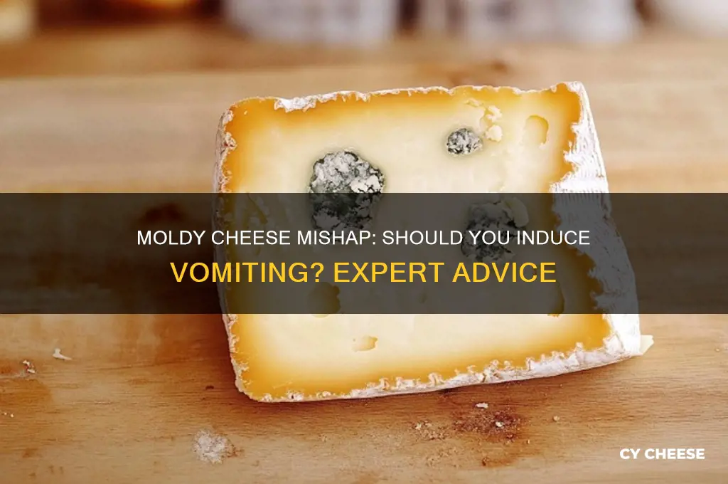 should i induce vomiting if i ate modly cheese