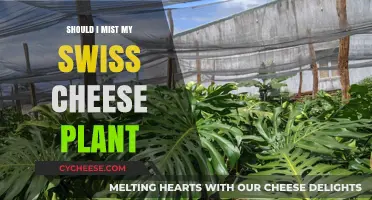 How Often to Mist Your Swiss Cheese Plant?
