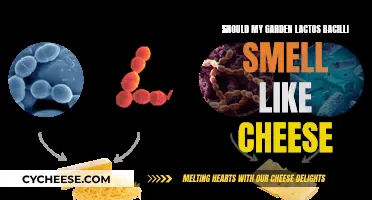 Cheesy Garden: Is Lactos Bacilli Good or Bad?