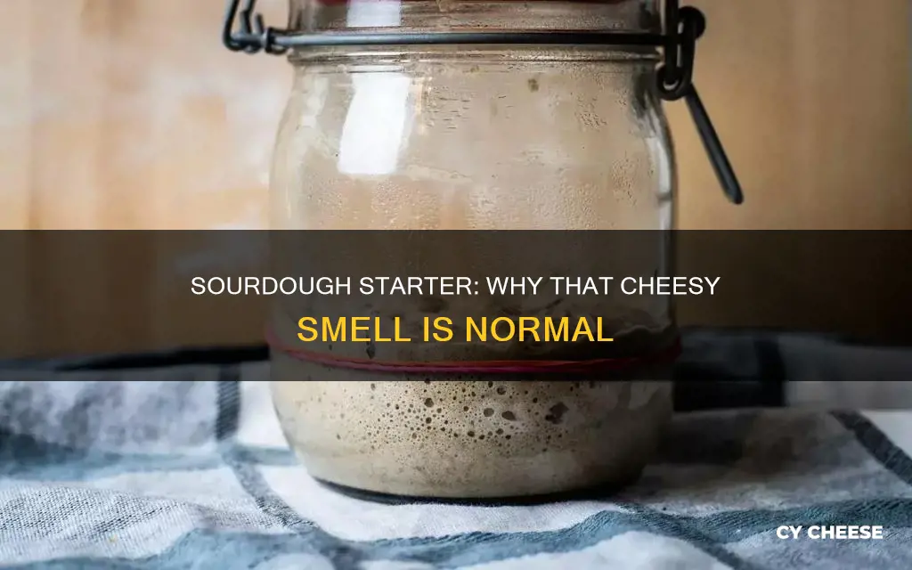 should my sourdough starter smell like cheese