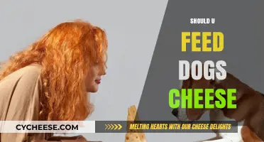 Can Dogs Eat Cheese? Benefits, Risks, and Safe Feeding Tips