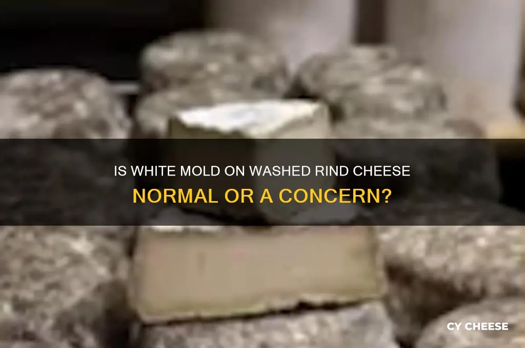 should washed rind cheese have white mould on it