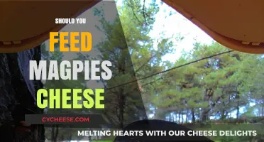 Can Magpies Eat Cheese? Uncovering the Truth About Feeding Wildlife
