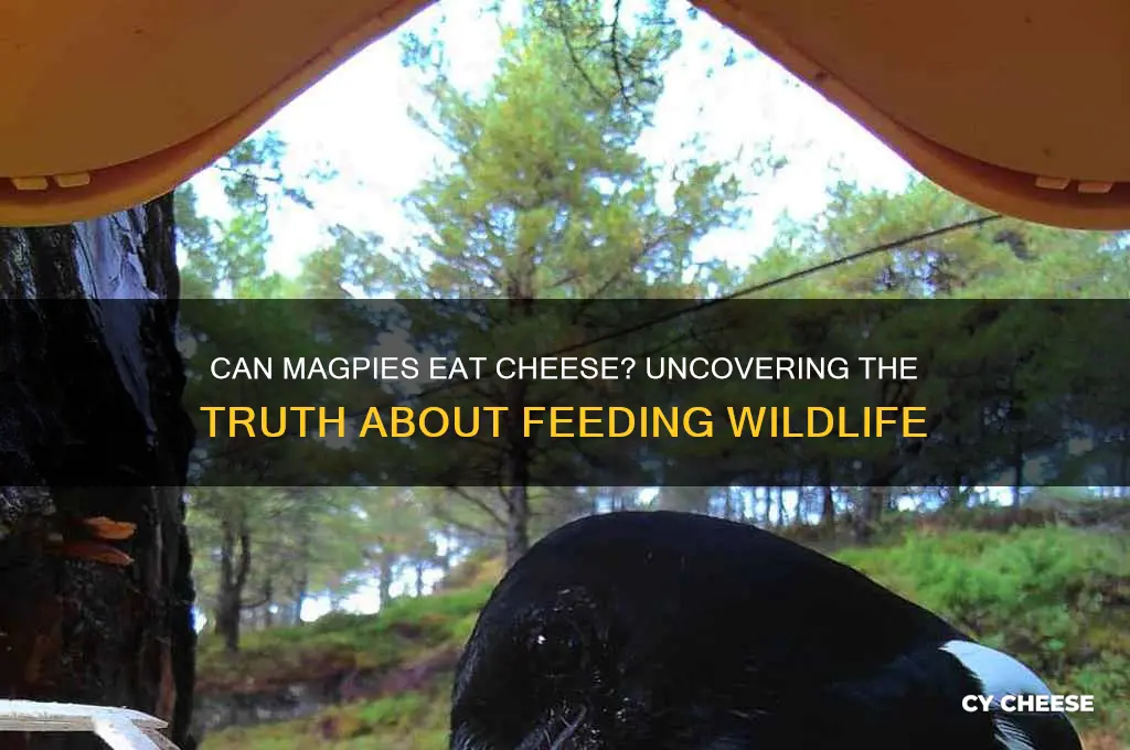 should you feed magpies cheese