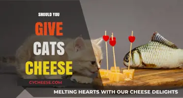 Can Cats Eat Cheese? Benefits, Risks, and Safe Serving Tips