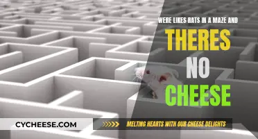 Maze Runners: No Cheese for Us Rats