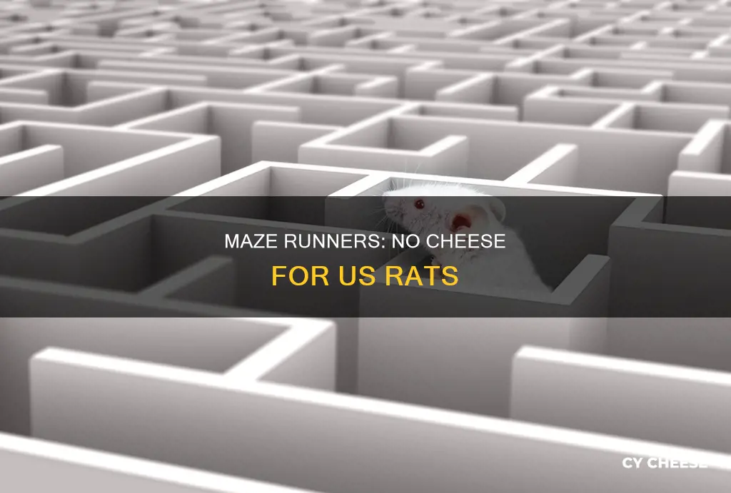 were likes rats in a maze and theres no cheese