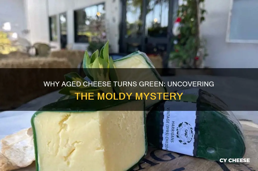 what aged cheese turns green
