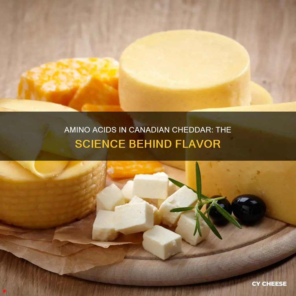 what amino acids are in canadian cheddar cheese