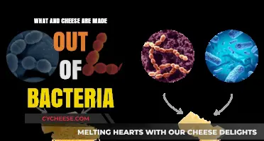 Uncovering the Bacterial Magic: What's in Your Cheese?