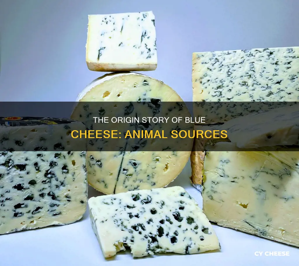 what animal does blue cheese come from