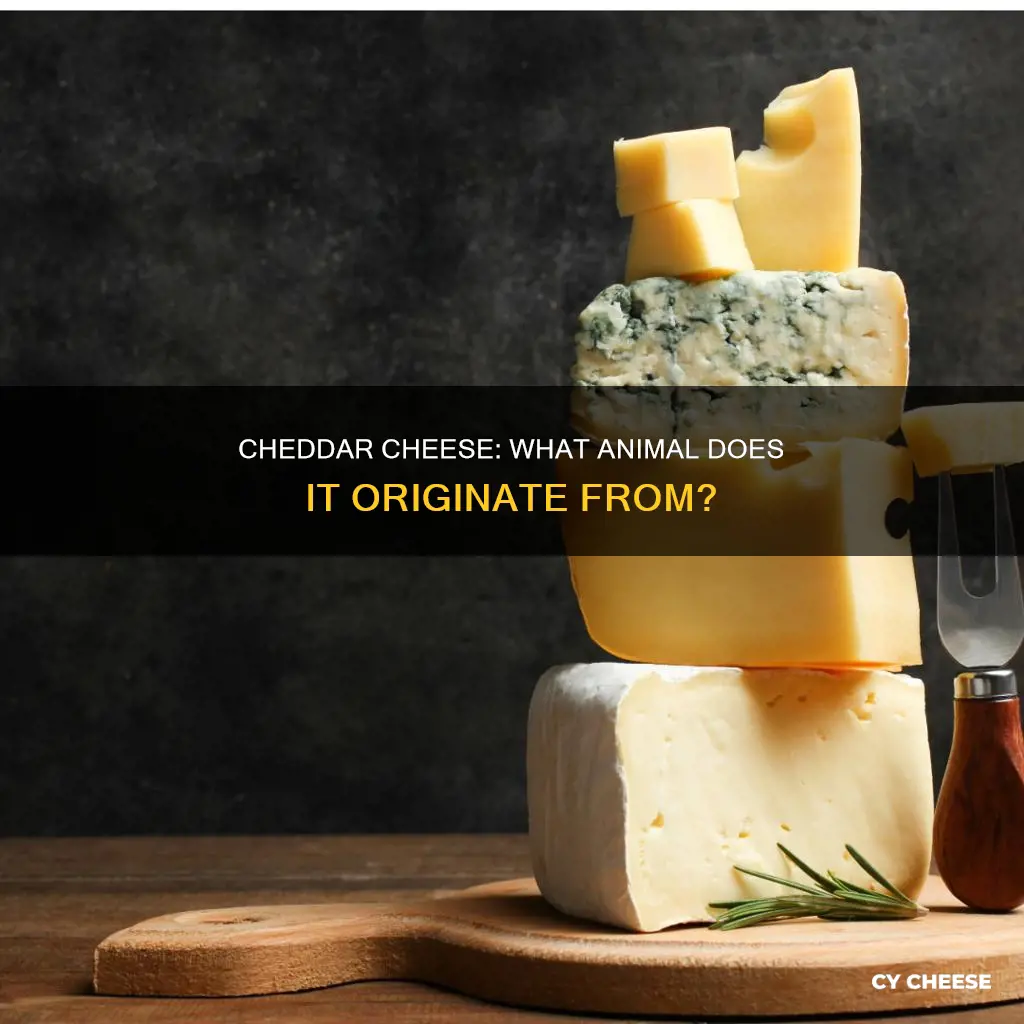 what animal does cheddar cheese come from