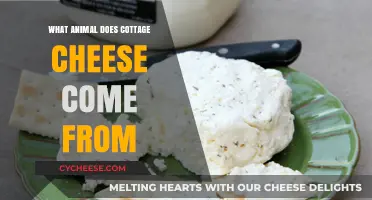 Cottage Cheese Origins: Unveiling the Animal Source Behind the Dairy Delight
