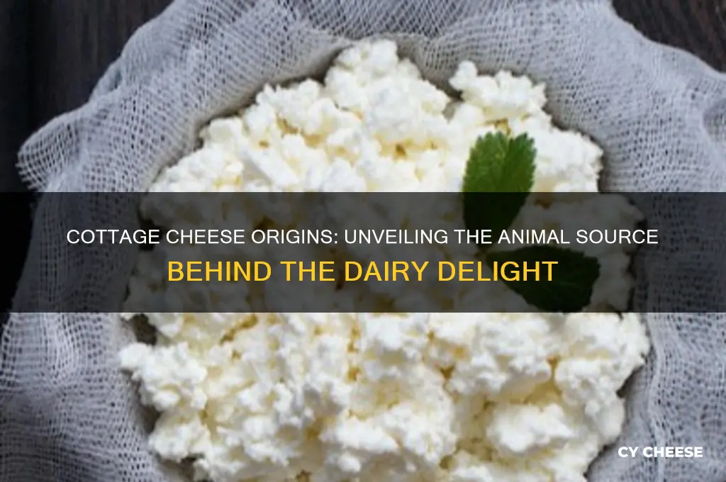 what animal does cottage cheese come from