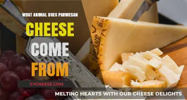 Parmesan Cheese: What Animal Does it Originate From?