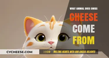 Swiss Cheese: What Animal Does it Originate From?