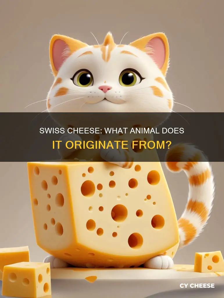 what animal does swiss cheese come from