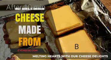 Unveiling the Mystery: The Animal Behind American Cheese