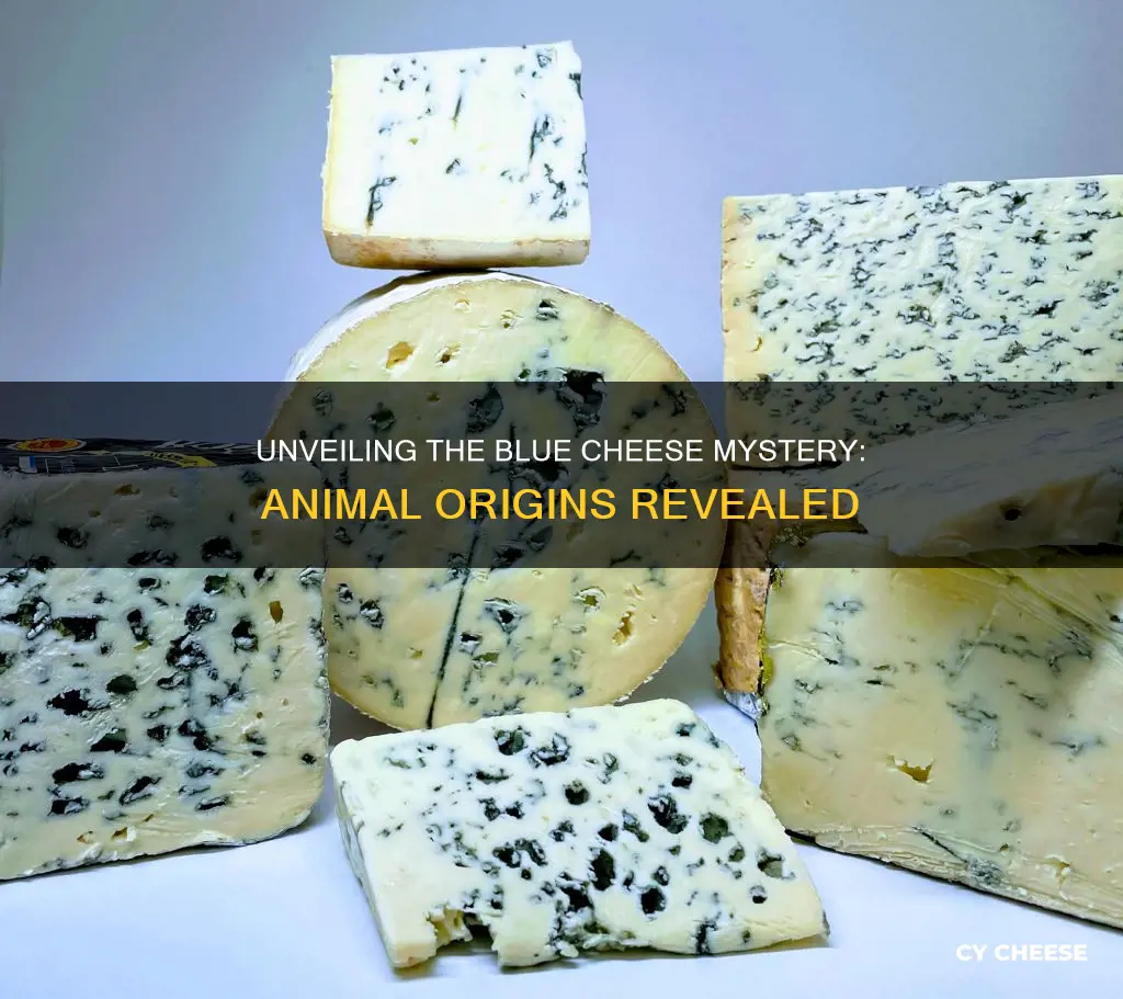 what animal is blue cheese made from