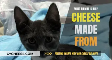 The Mystery Behind Blue Cheese: Animal Origins Explored
