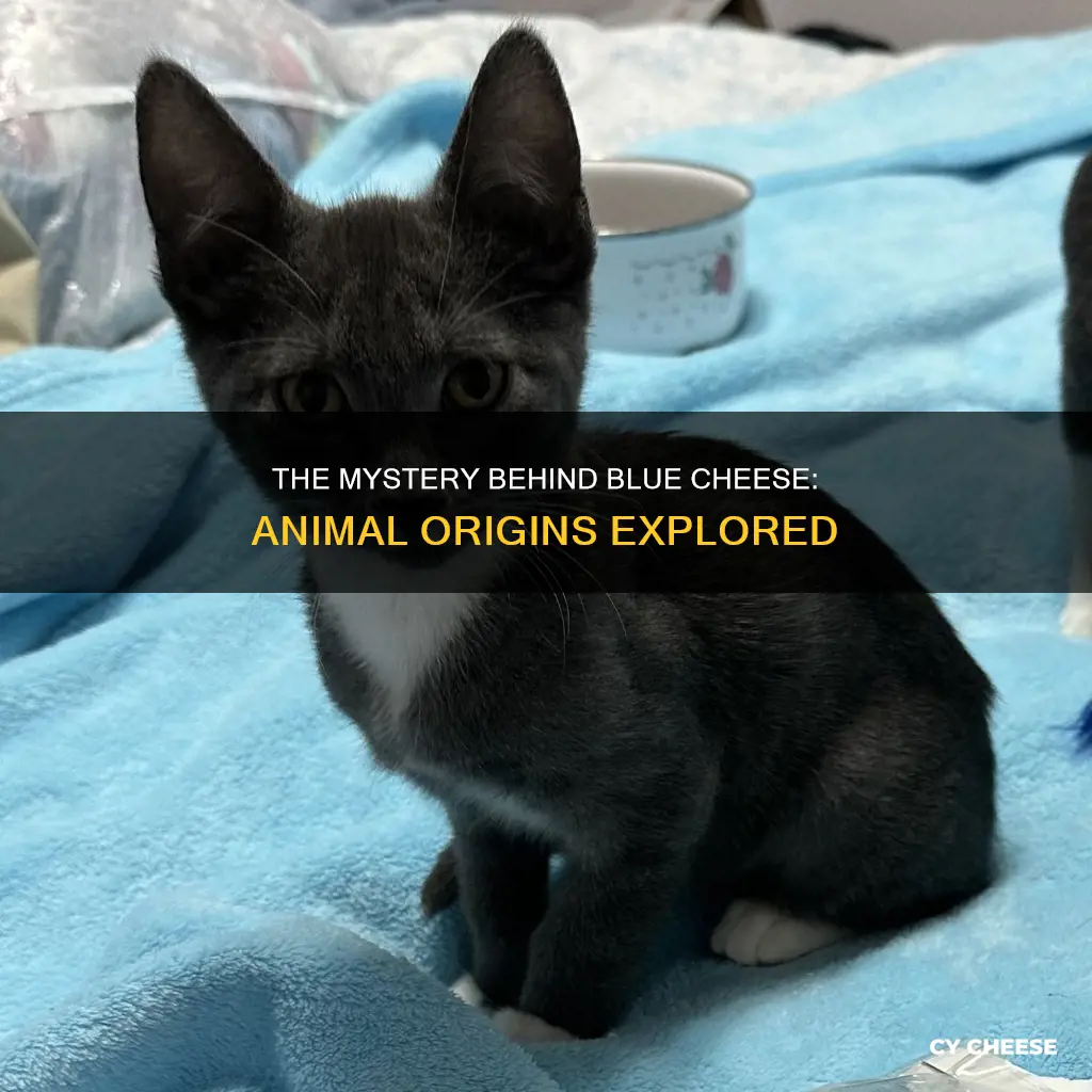 what animal is blue cheese made from