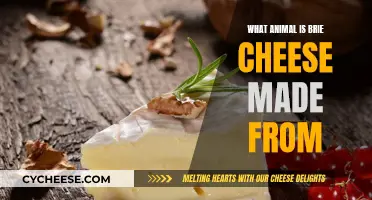 Brie Cheese: Animal Origins and Taste