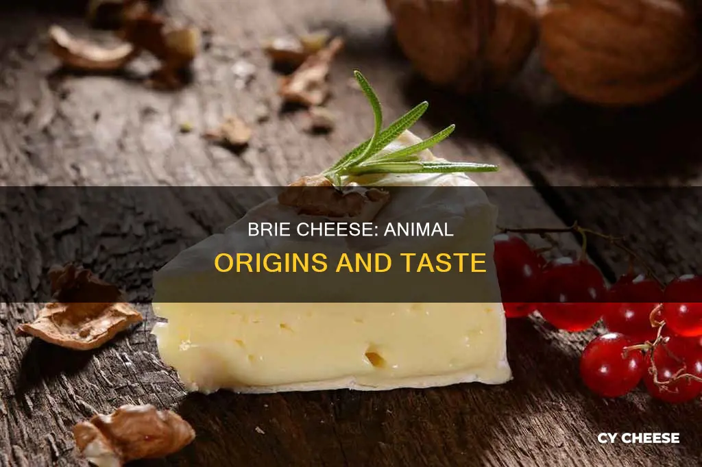 what animal is brie cheese made from