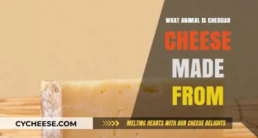 Unveiling the Origin: Which Animal's Milk Creates Cheddar?