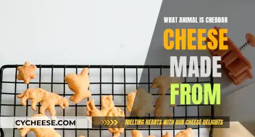 Cheddar Cheese: Which Animal Milk Is Used?