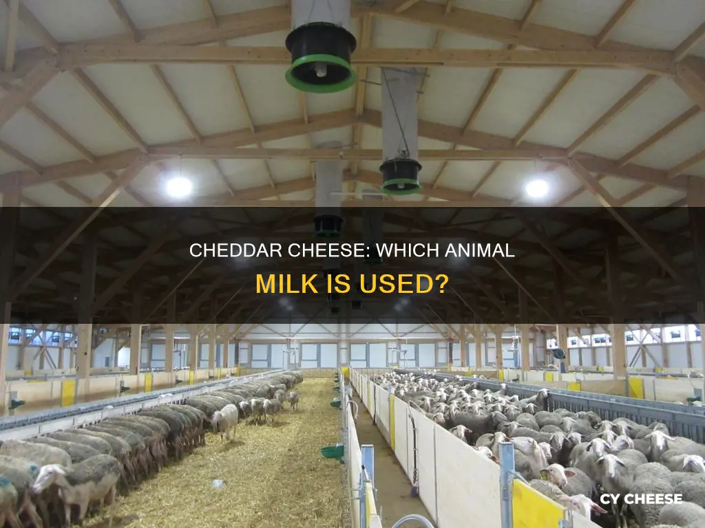 what animal is cheddar cheese made from