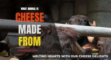 The Mystery Behind Cheese: Which Animal's Milk?