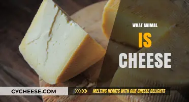 Unraveling the Myth: Is Cheese an Animal Product or Not?