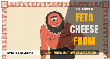 Feta Cheese: What Animal Does it Come From?