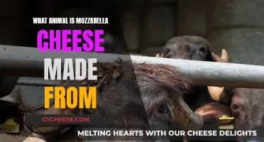 The Mystery of Mozzarella: Which Animal's Milk?