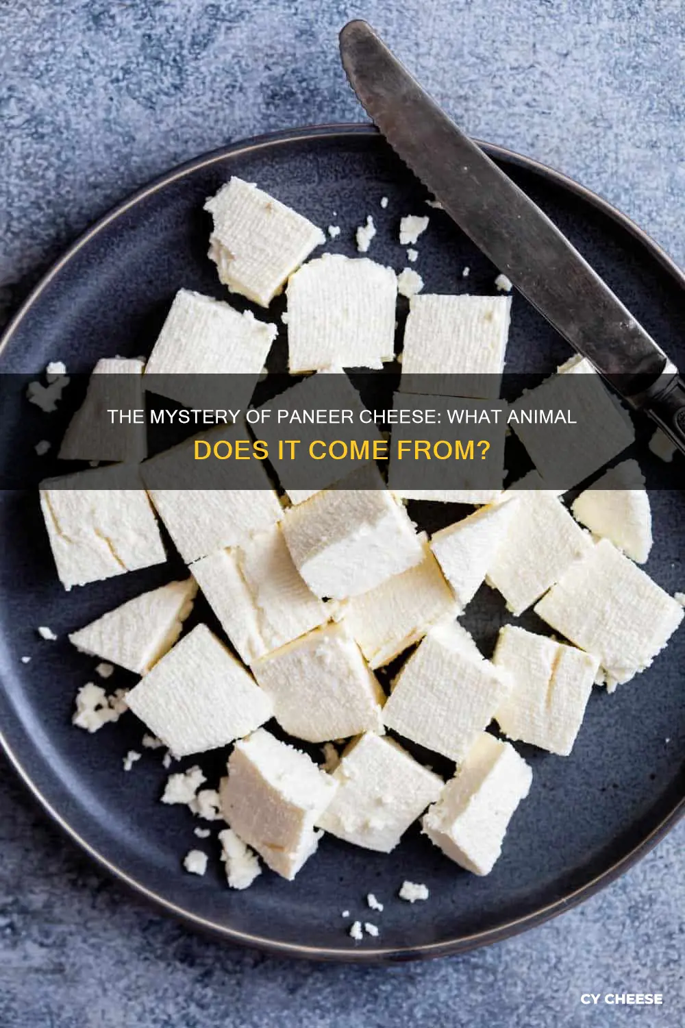 what animal is paneer cheese made from