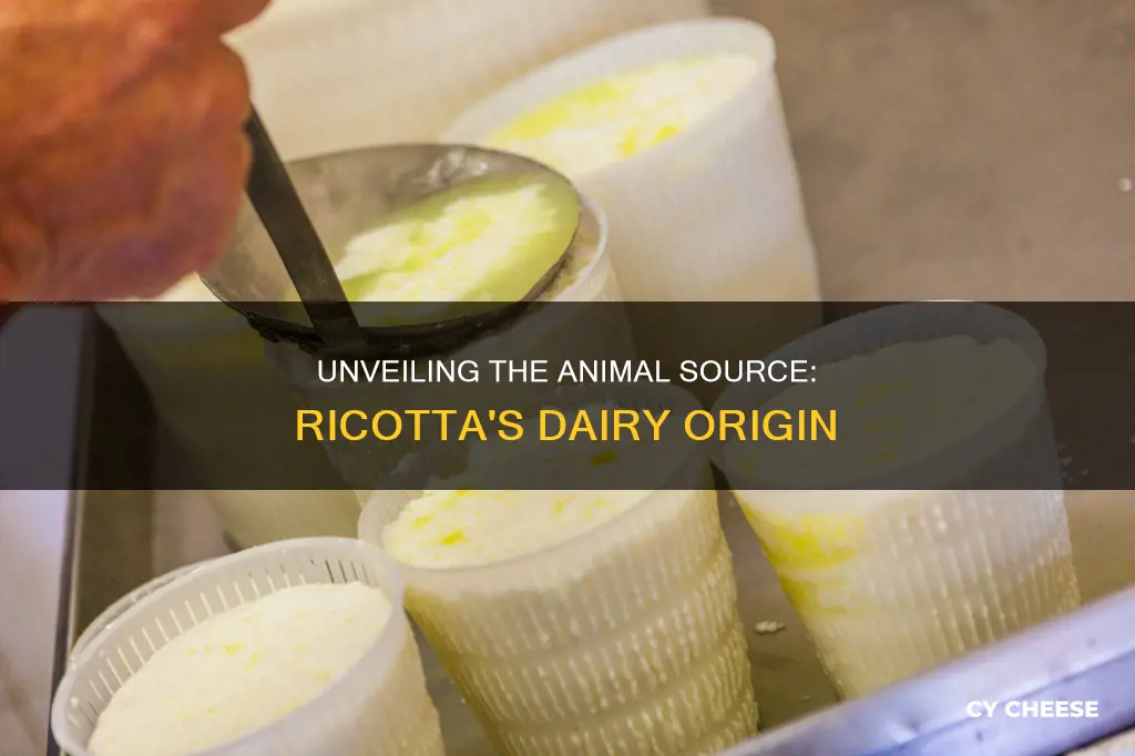 what animal is ricotta cheese made from