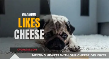 Cheese-loving Animals: Who's Snacking on Dairy Delights?