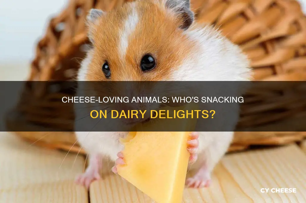 what animal likes cheese