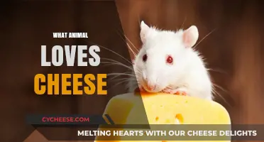 Cheese-Loving Creatures: Unveiling the Animals That Adore Dairy Delights