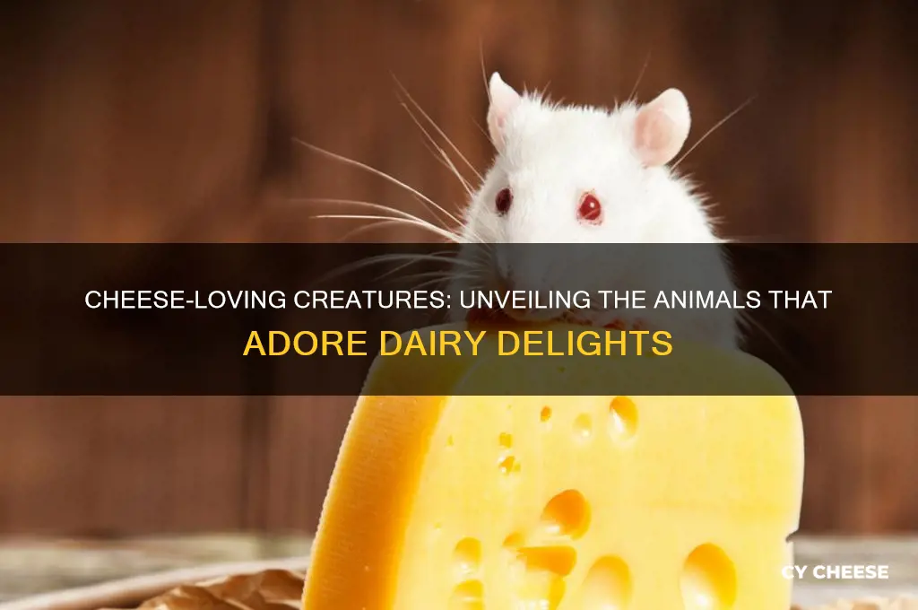what animal loves cheese