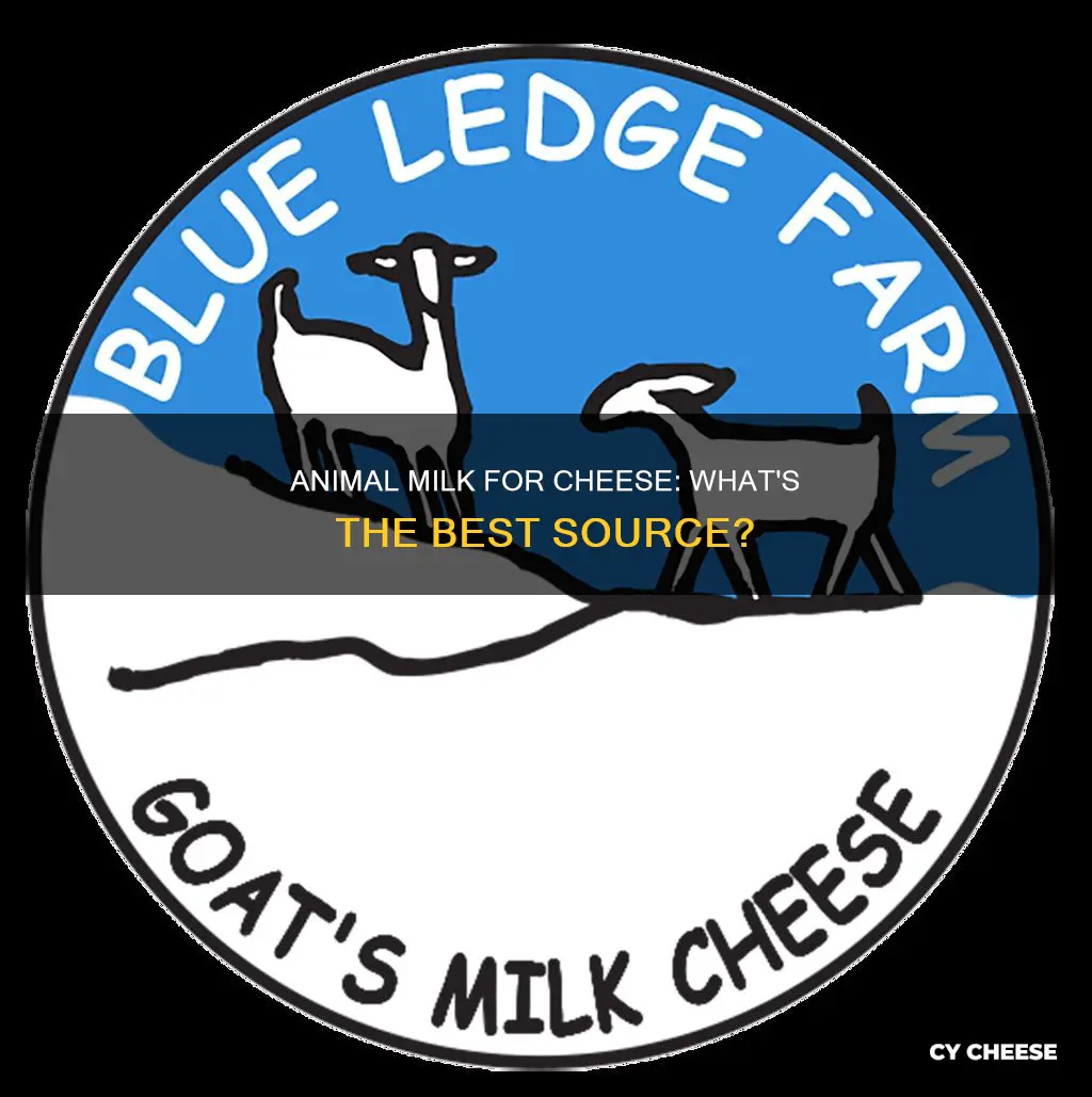 what animal milk is used to make cheese