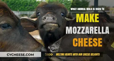 Mozzarella's Milk Source: Animal-Based Cheesy Facts