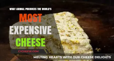 The Surprising Animal Behind the World's Priciest Cheese Delight