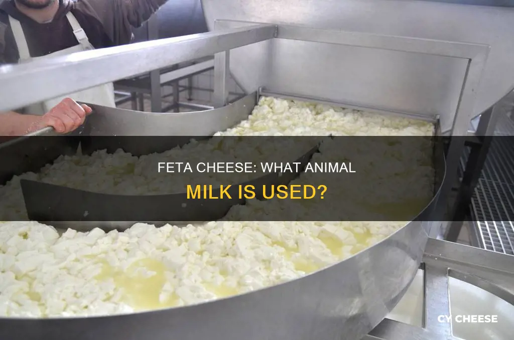 what animals milk is feta cheese made from