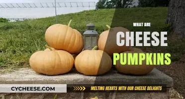 Discover Cheese Pumpkins: The Perfect Squash for Cooking and Baking