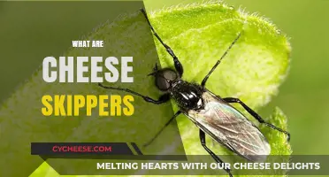 Unveiling Cheese Skippers: Tiny Pests, Big Problems for Dairy Lovers