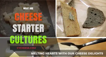 Understanding Cheese Starter Cultures: Essential Bacteria for Artisan Cheese Making
